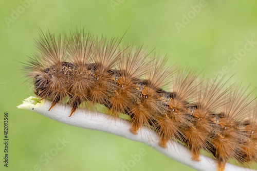 Hairy caterpillar feeding on roots of a Soft Cand Dendrobium Orchid