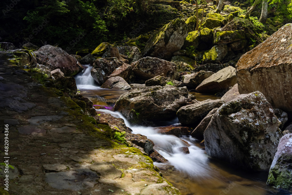 stream in the forest