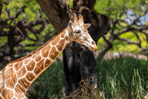 Canvas Print giraffe eating grass