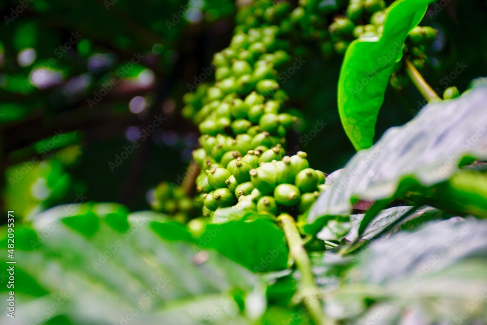 Coffee plant at a plantation in South India Coffee plant at a plantation in South India