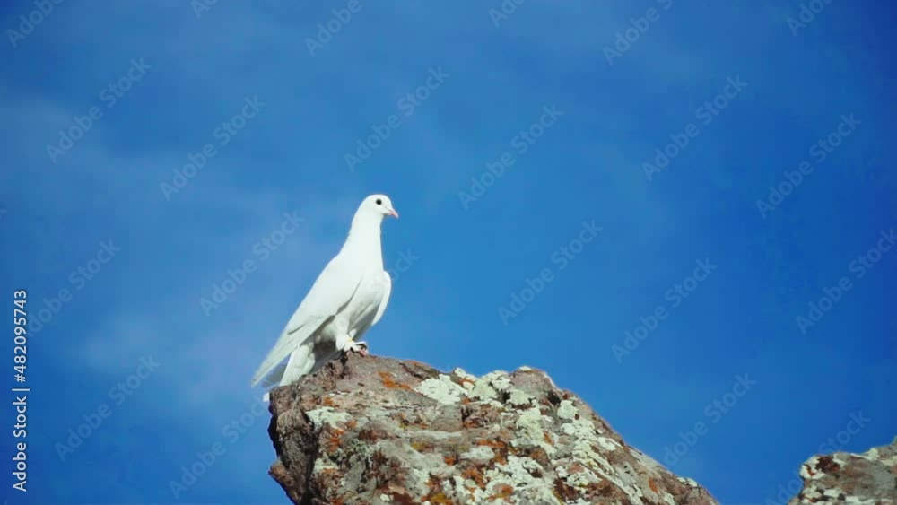 Symbol of freedom White dove on top Symbol of freedom White dove on top