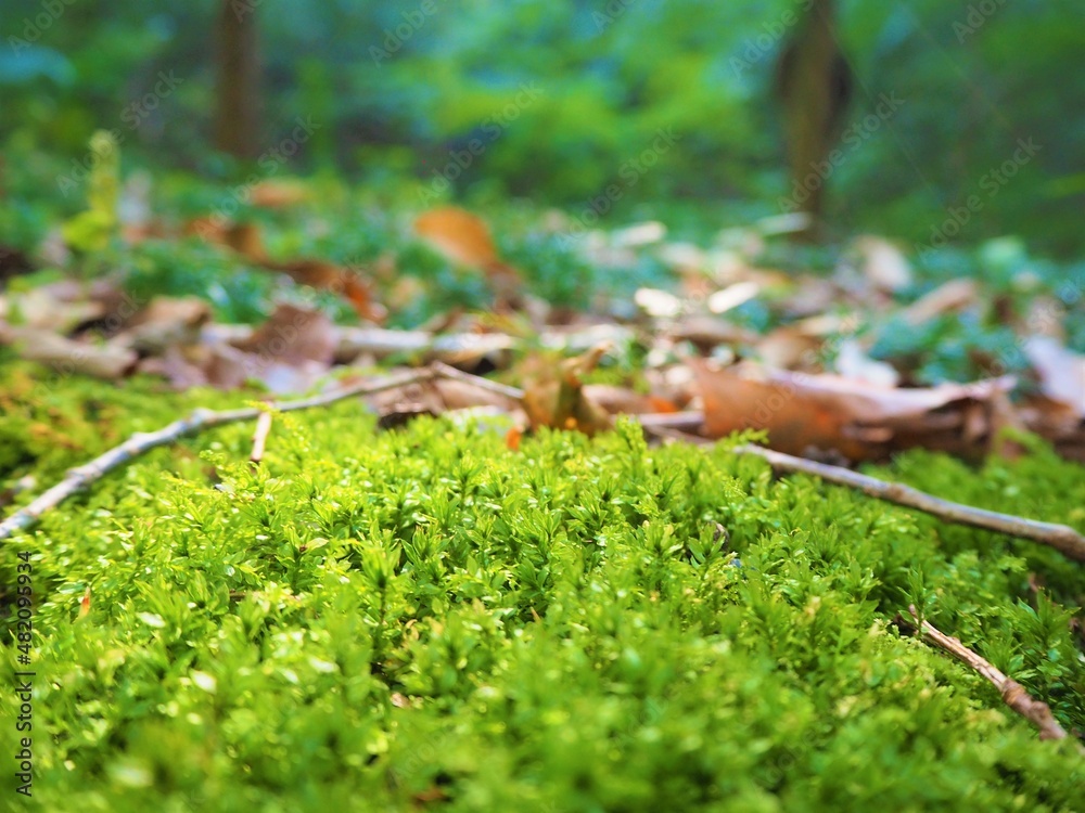 Moss in the mountain Moss in the mountain