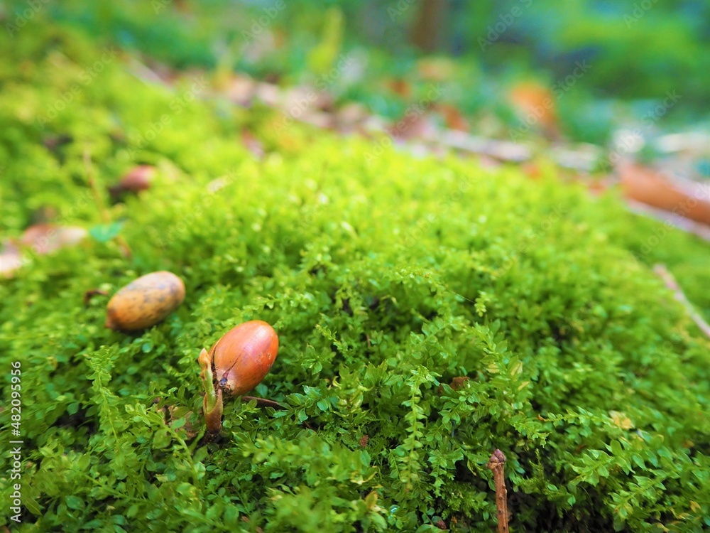 Moss and acorns in the mountain