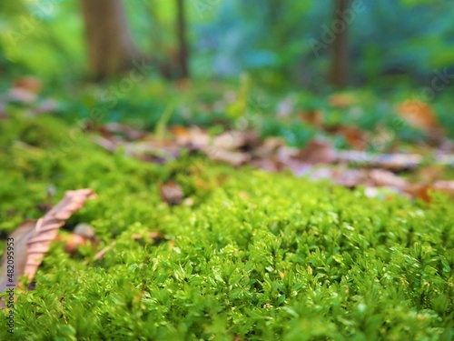 Moss in the mountain