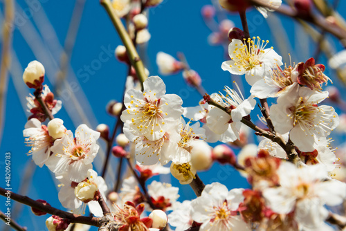 Osaka, Japan - Prunus mume blossoms at Osaka Castle Park in Osaka, Japan. a famous Tourist spot. photo