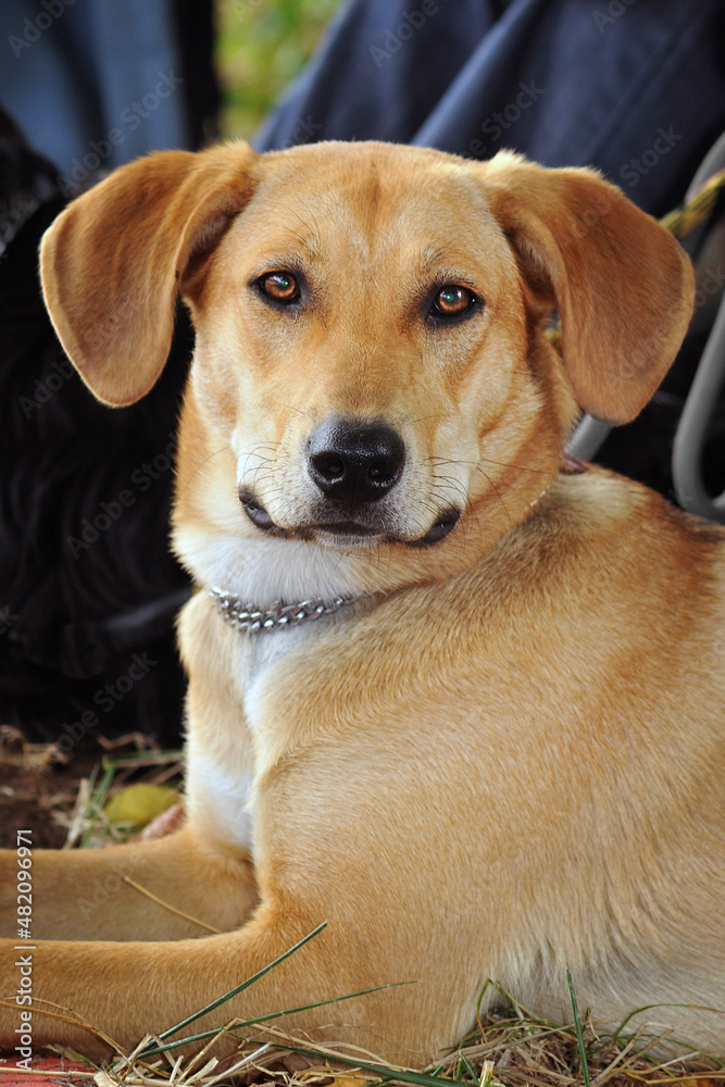 portait de chien croisé portait de chien croisé