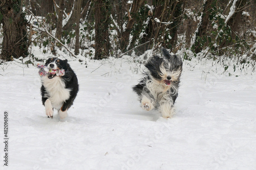 chiens jouant dans la neige 