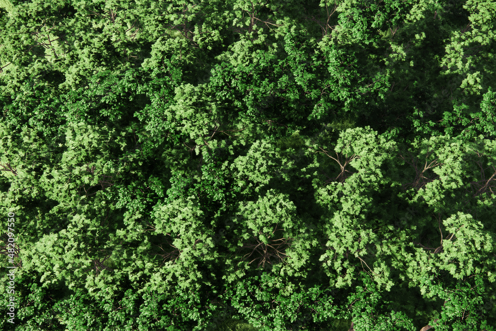 Aerial view of tropical forest background