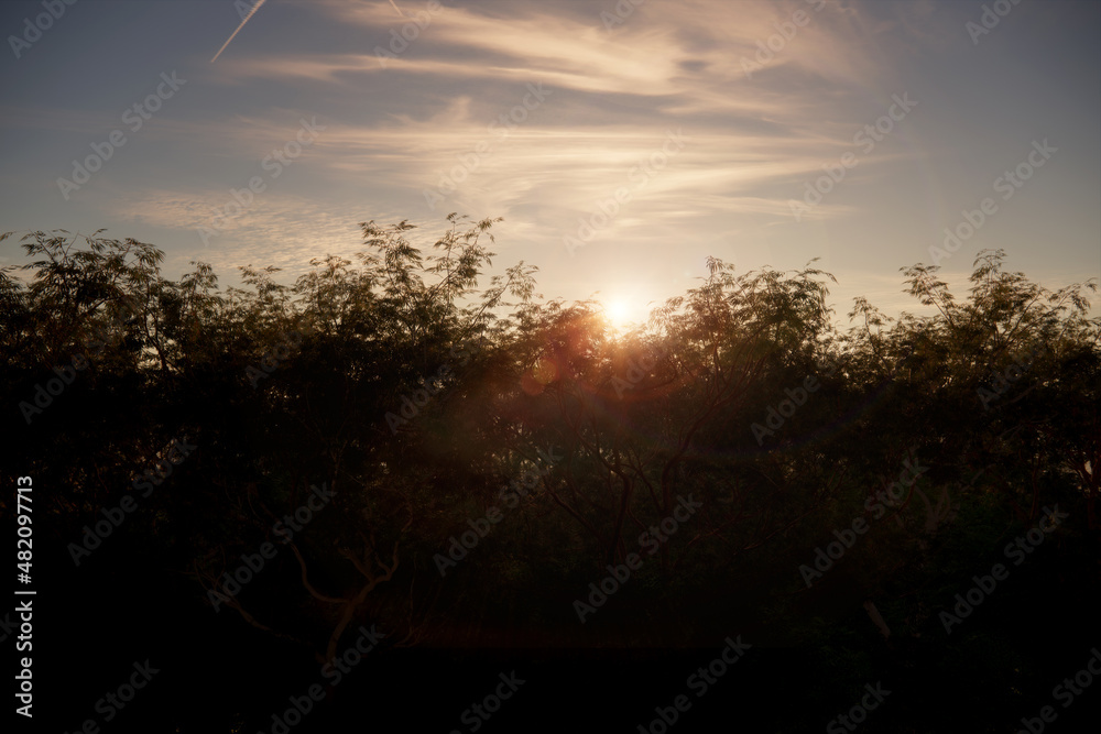 Trees forest light rays sunset scene Trees forest light rays sunset scene