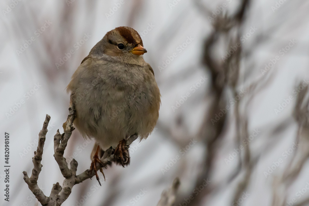 Female White-Crowned Sparrow Relaxes on a Cold Winter Day Female White-Crowned Sparrow Relaxes on a Cold Winter Day