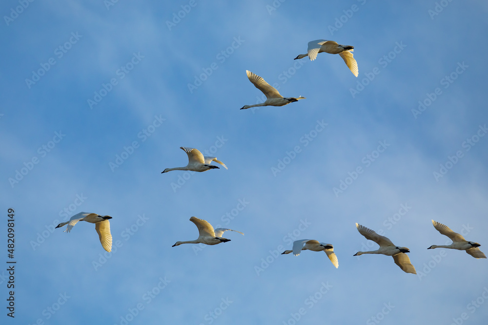 Obraz premium Flock of Trumpeter Swans in Flight in Skagit Valley Winter Light
