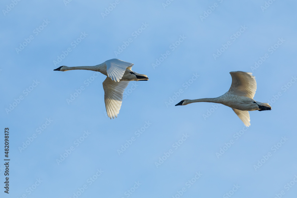 Obraz premium Pair of Trumpeter Swans in Flight in Skagit Valley Winter Light