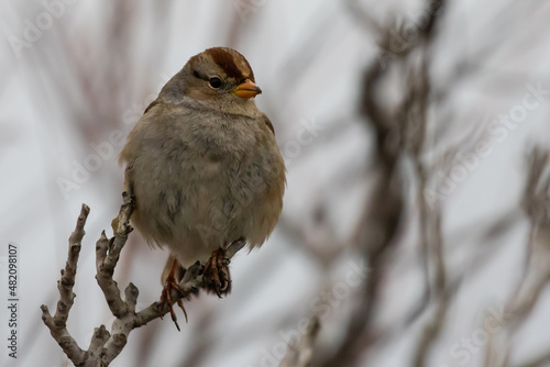 Female White-Crowned Sparrow Relaxes on a Cold Winter Day