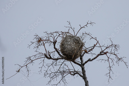 Bullock's Oriole Nest Constructed With Monofilament Fishing Line  photo