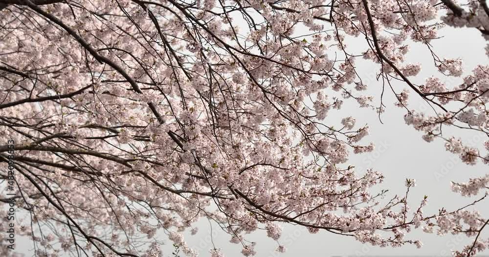 Panning video of cherry blossoms in full bloom. Panning video of cherry blossoms in full bloom.