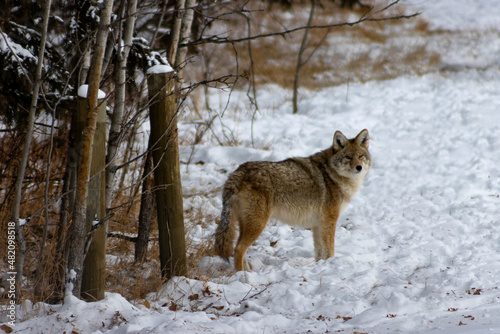large coyote standing beside treelined fence in winter