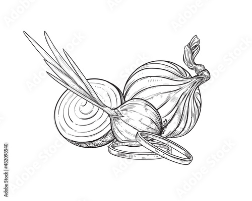Hand drawn sketch black and white of onion, slice, rings. Vector illustration. Elements in graphic style label, card, sticker, menu, package. Engraved style illustration.