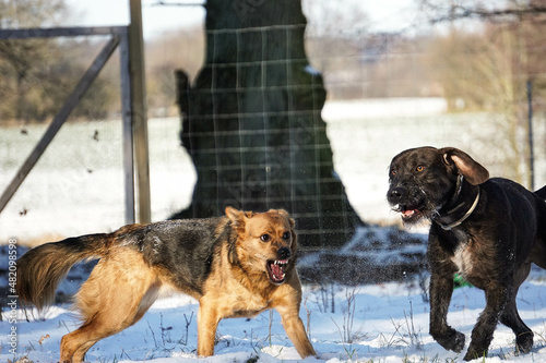 two angry dogs playing in the garden in the snow