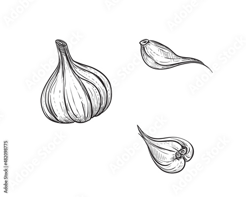 Hand drawn sketch black and white set of garlic, slice. Vector illustration. Elements in graphic style label, card, sticker, menu, package. Engraved style illustration.