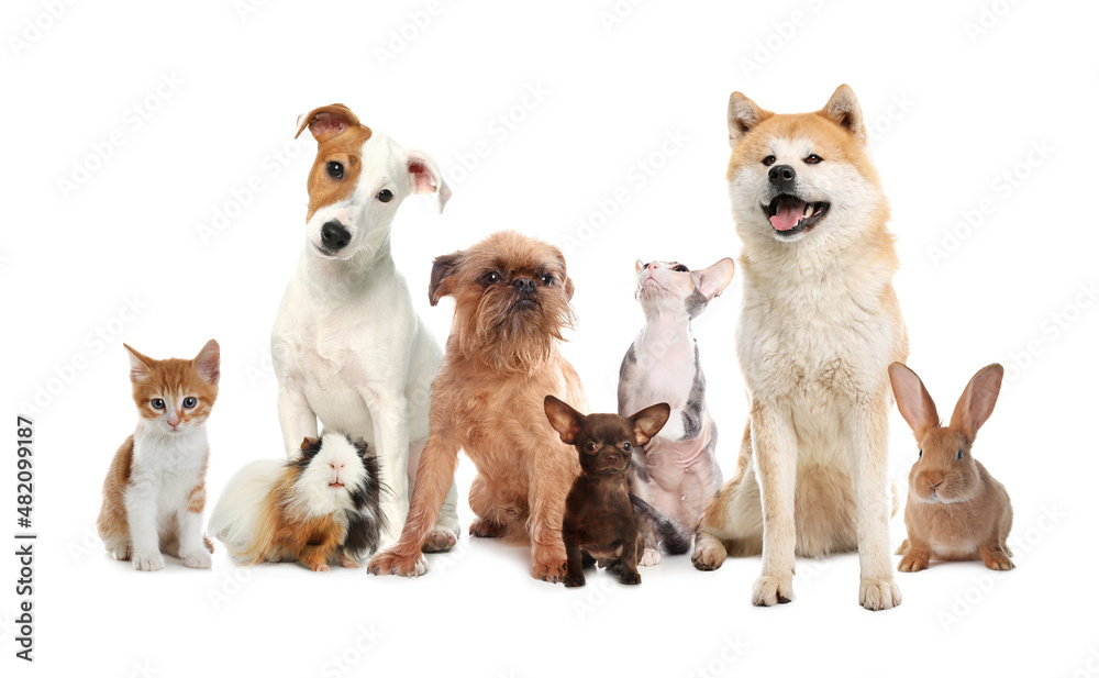 Group of cute pets on white background