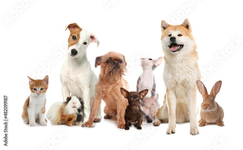 Fototapeta Naklejka Na Ścianę i Meble -  Group of cute pets on white background