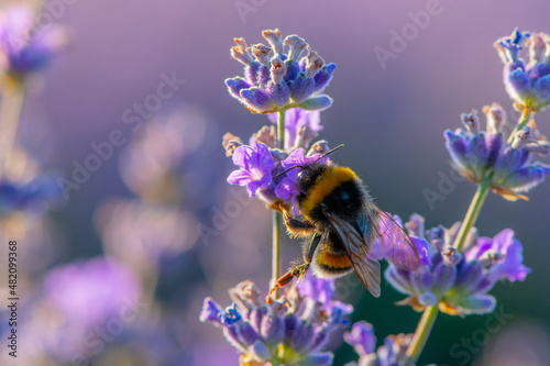 bee on lavender © Brancu