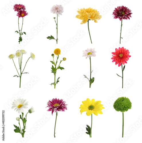 Fototapeta Naklejka Na Ścianę i Meble -  Set with different beautiful chrysanthemum flowers on white background