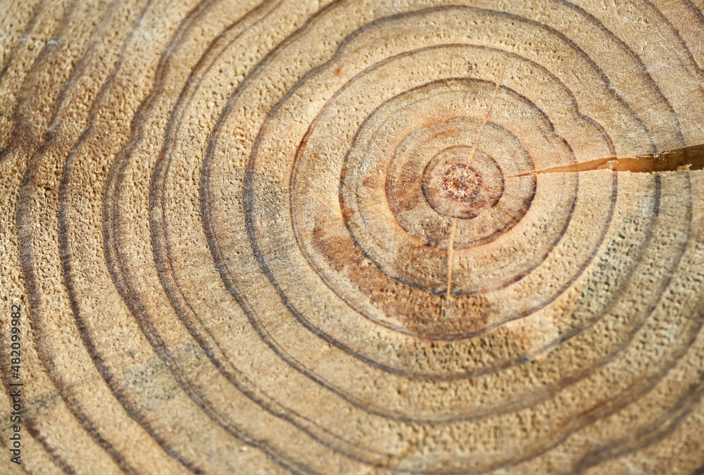 Fototapeta premium Log Cross Section
