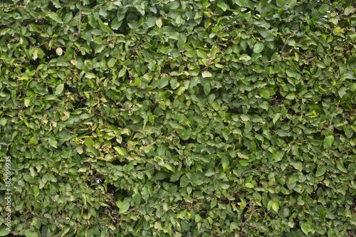 dry hedge herb texture
