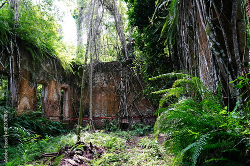 Lost places. Giant trees in ruins of an abandoned house from the 18th century. Nature has reclaimed the house with trees  roots and lianas in the Amazon rainforest. Paricatuba  Amazon state  Brasil 