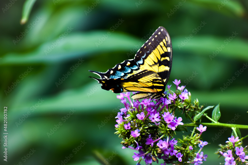 Butterfly on Plant in the Garden Butterfly on Plant in the Garden