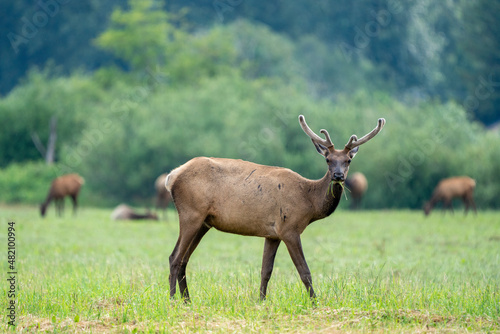 Male Elk Standing