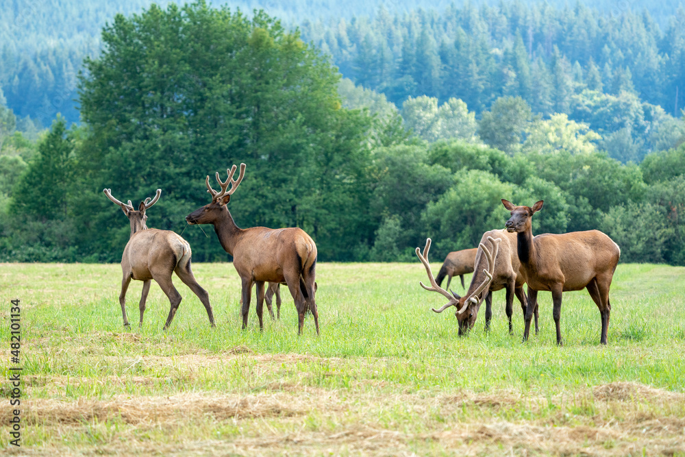 Fototapeta premium Herd of Elk Grazing