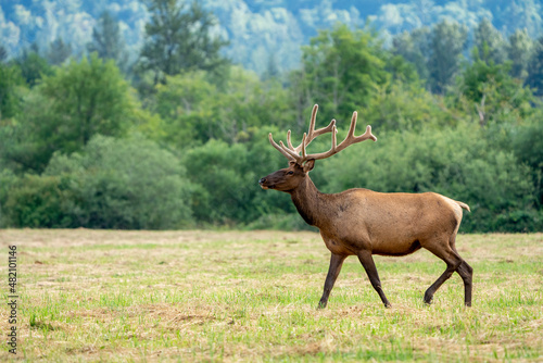 Male Elk Walking