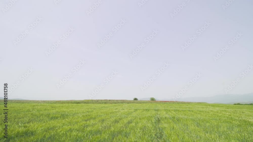 Young man with graduation clothes in a green field throwing hat in the air. Forward camera movement.. Young man with graduation clothes in a green field throwing hat in the air. Forward camera movement..