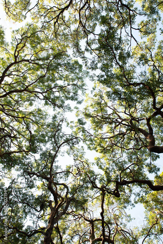 Canopy of the Tree Against Clear Sky. Treetop Canopy Background