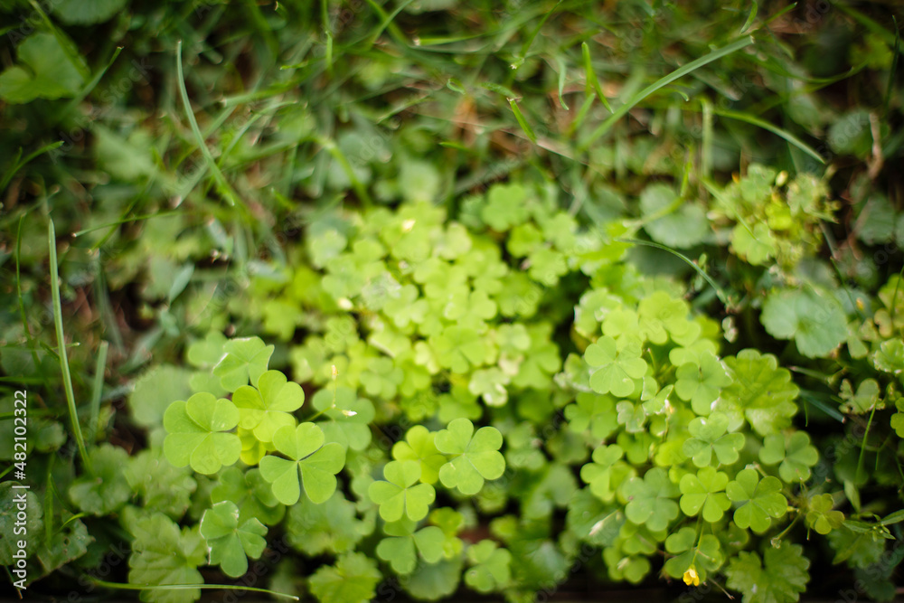 Texture from grass and tree bark. Greenery background. Green field with grass Texture from grass and tree bark. Greenery background. Green field with grass