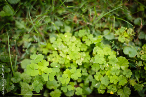 Wallpaper Mural Texture from grass and tree bark. Greenery background. Green field with grass  Torontodigital.ca