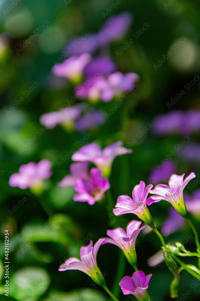 Close up shot of Oxalis articulata blossom Close up shot of Oxalis articulata blossom
