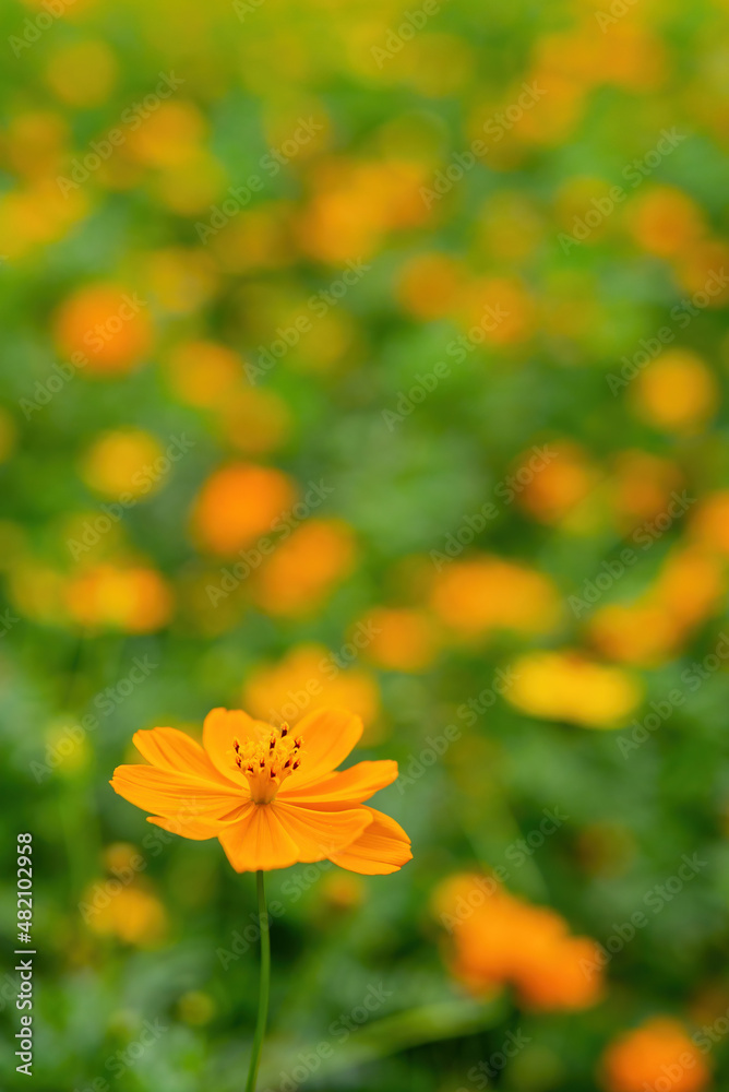 Obraz premium Close up shot of Cosmos sulphureus blossom