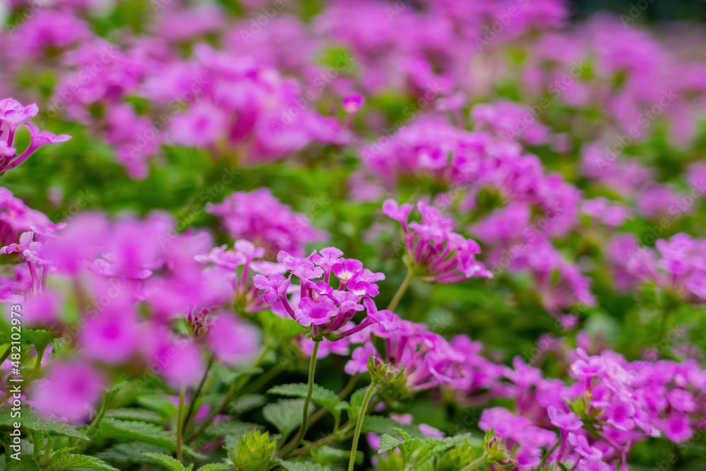 Close up shot of west indian lantana blossom Close up shot of west indian lantana blossom