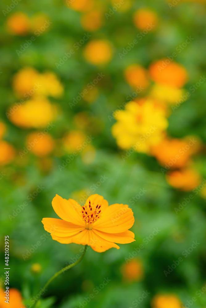 Close up shot of Cosmos sulphureus blossom Close up shot of Cosmos sulphureus blossom