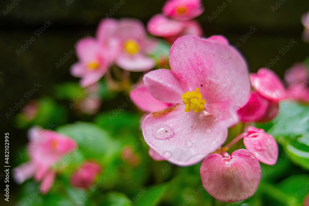 Close up shot of Begonia grandis blossom with water drops Close up shot of Begonia grandis blossom with water drops