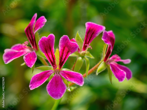 Close up shot of Sweet scented geranium blossom