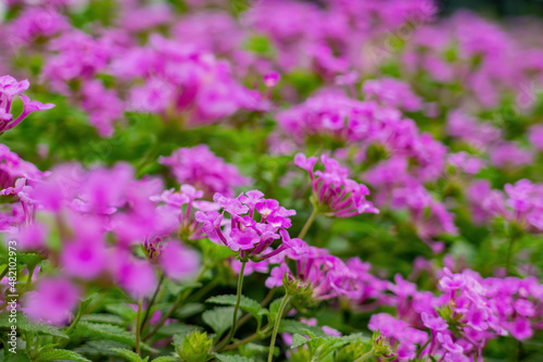 Close up shot of west indian lantana blossom