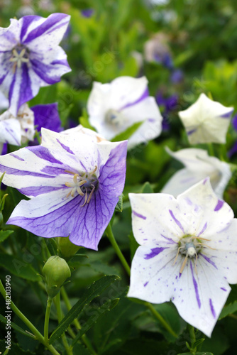 Vertical closeup of the flowers of 'Axminster Streaked' balloon flower (Platycodon grandiflorus 'Axminster Streaked') photo