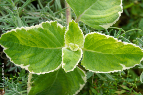 Φωτογραφία The white-and-green variegated leaves of variegated plectranthus (Plectranthus a