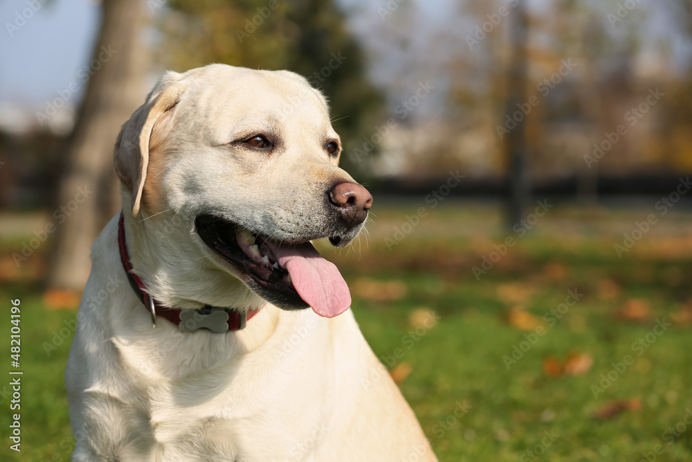 Yellow Labrador in park on sunny day. Space for text