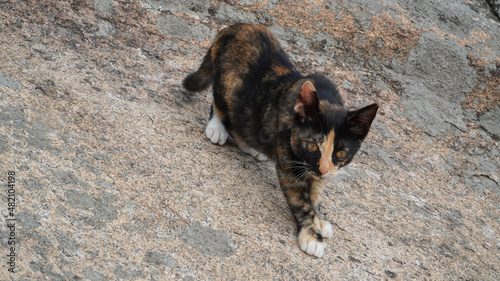 Photography The daily lives of cats in the wild