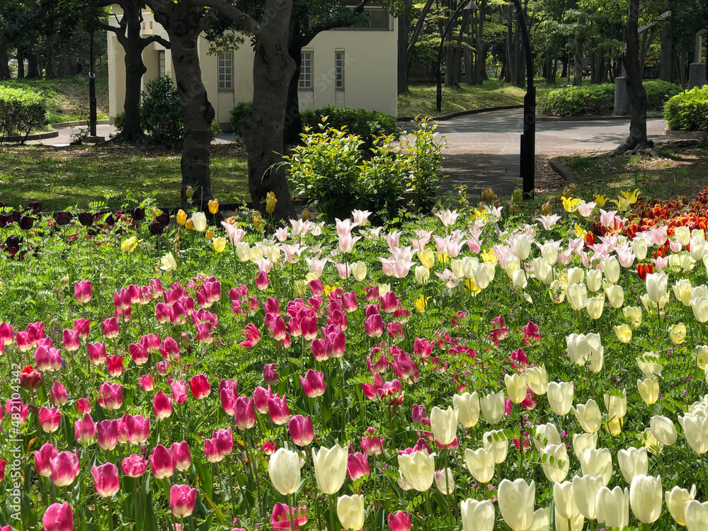Obraz premium 公園のチューリップ畑
